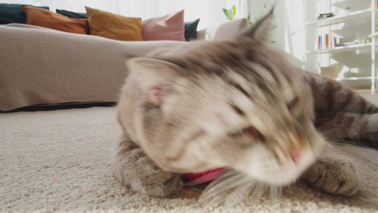 SmartBall® Juguete Para Gato
